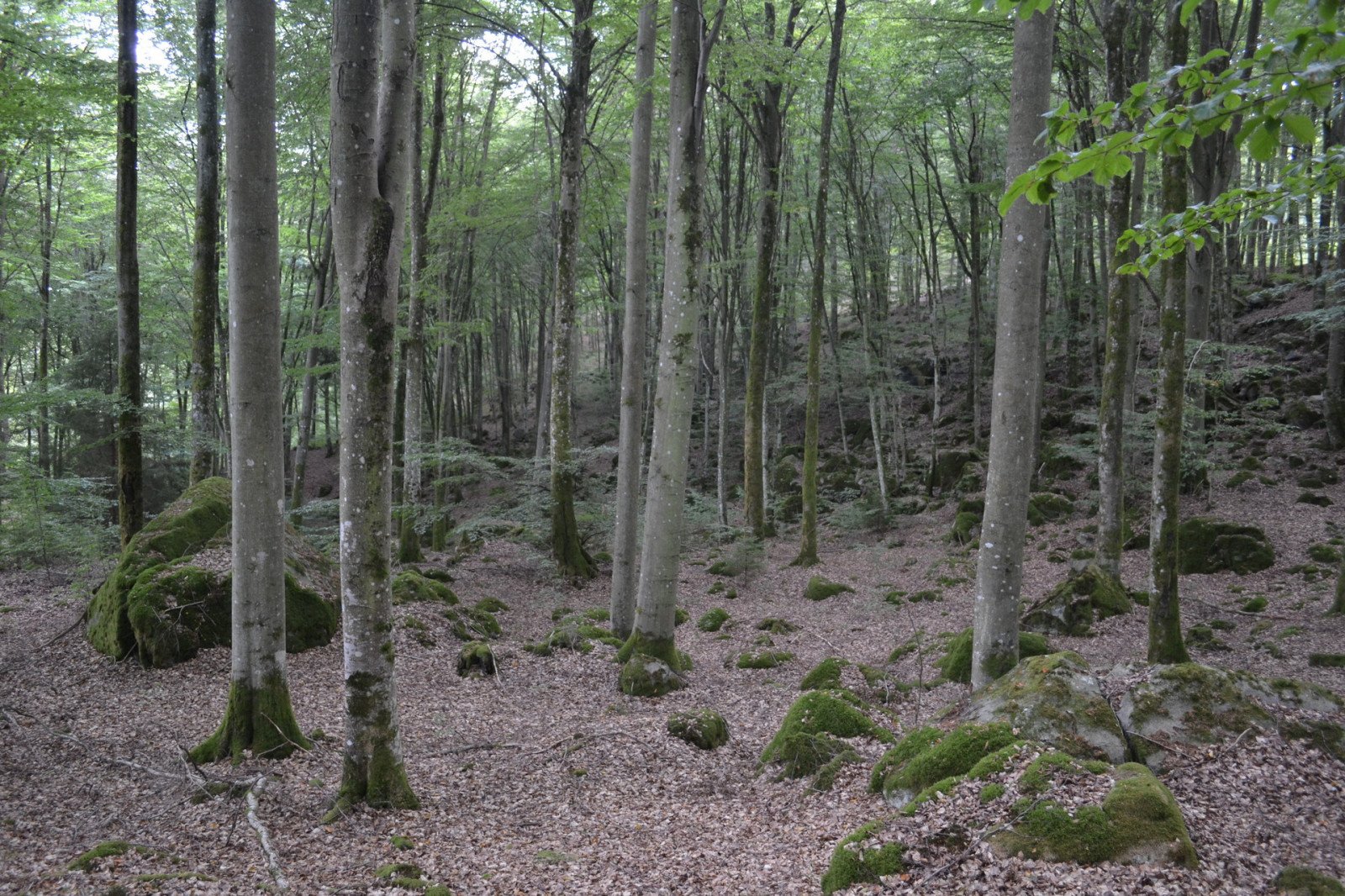 Västanå, Bromölla kommun - Skogsfastigheter.se