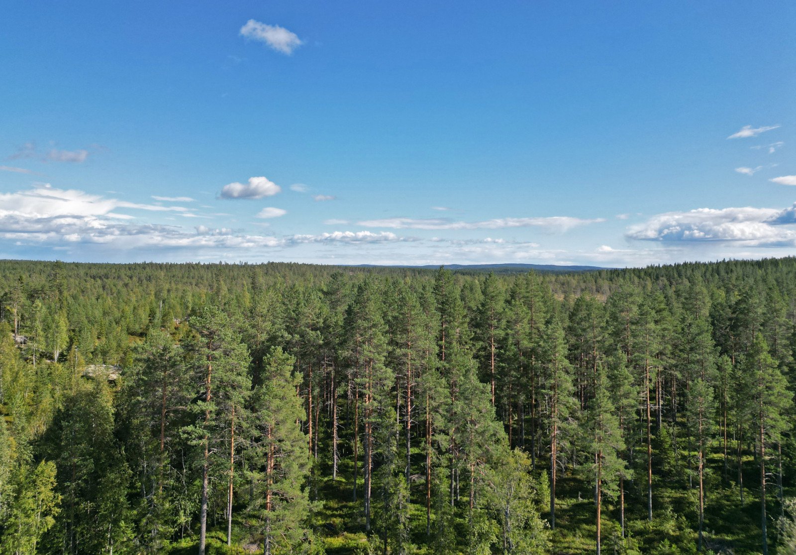 Hörnsjö, Nordmalings kommun - Skogsfastigheter.se